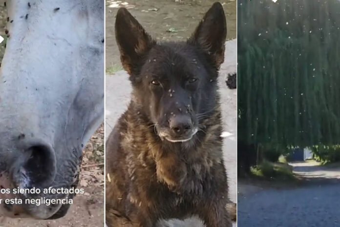 Vecinos reclaman por una invasión de moscas en Piscicultura.