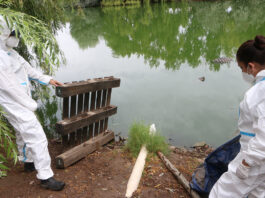 Algo huele mal en la Laguna del Toro y no son lo peces