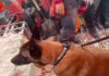 Un perro argentino ayudó a rescatar a niños atrapados