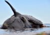 Preocupan las ballenas muertas de Puerto Madryn