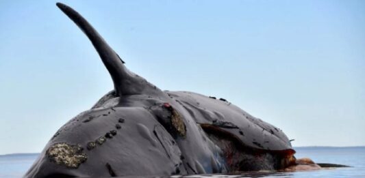 Preocupan las ballenas muertas de Puerto Madryn