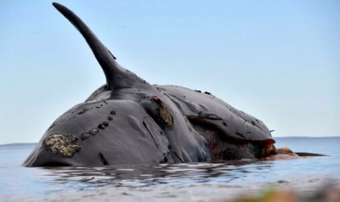 ballenas muertas