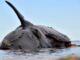 Preocupan las ballenas muertas de Puerto Madryn